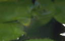 flor1.jpg