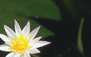 flor2.jpg
