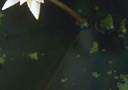 flor4.jpg