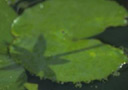 flor3.jpg